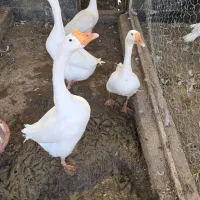 قوغاز|حیوانات مزرعه|قزوین, |دیوار