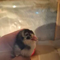 جوجه گلین لری پنگوئنی|حیوانات مزرعه|ساری, |دیوار