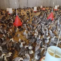 فروش جوجه بوقلمون برنز یک ماهه