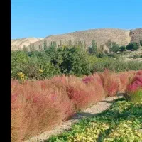 جارو دستی فروشی