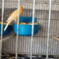 تخم جوجه قناری