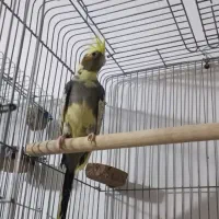 عروس هلندی نر