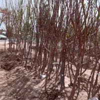 انواع نهال های میوه و ..روتبال صدرصد