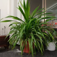 فروش گل پاندانوس شاداب وسرحال و خیلی بزرگ