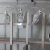 کبوتر،کفتر،طوقی|پرنده|شاهینشهر, گرگاب|دیوار