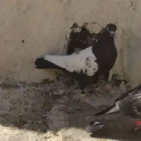 کبوتر|پرنده|شیروان (خراسان), |دیوار