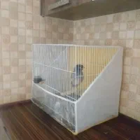 مینا سخنگو|پرنده|مشهد, فدک|دیوار