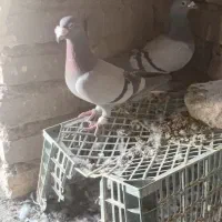 کفتر فروشی نرماده سبز با ماده زاغ نوک سفید پرشی|پرنده|صابری, |دیوار