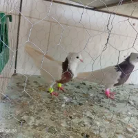 پرندگان