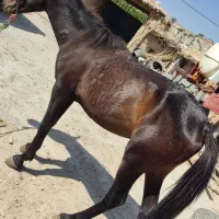 اسل نریون