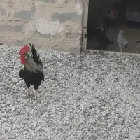 س خروس محلی