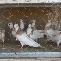کبوتر طوقی پالخت نر و ماده اصیل|پرنده|فرخ‌شهر, |دیوار