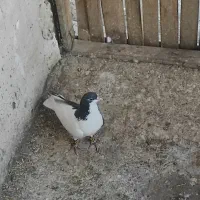 چپ سرخ چپ سیاه چپ‌زرد دم سفید|پرنده|گلبهار, نوبهار|دیوار