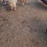 دوعددبره ماده داشتی