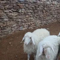 بره نر فروشی|حیوانات مزرعه|بیرجند, |دیوار