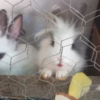 خرگوش لوپ وساده