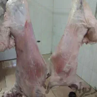 بره قلم آبی گوسفند زودپز|حیوانات مزرعه|قم, الغدیر|دیوار