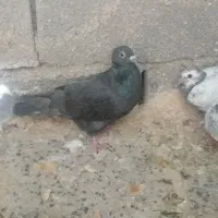 کبوتر کاغذی