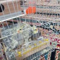 جفت عروس هلندی مفت|پرنده|تربت جام, فاز ۱ فرهنگیان|دیوار