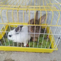 قفس وخرگوش