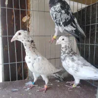 سه تا سرور کاکولی|پرنده|مشهد, فریزی|دیوار