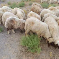 بره نر