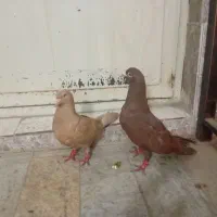 چند جفت کبوتر ویژه