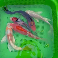 ماهی کوی سوپر باله