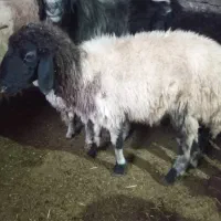 گوسفند|حیوانات مزرعه|لالی, |دیوار