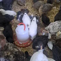 واروک ۲ماه نیم گلین اصلی