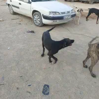 استوک یدک علی|قطعات یدکی و لوازم جانبی|کرمانشاه, |دیوار