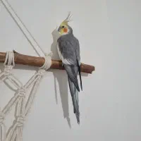 عروس هلندی