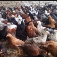 جوجه مرغ گلپایگانی