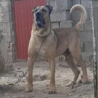 سرابی اصییل