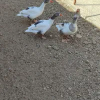 غاز