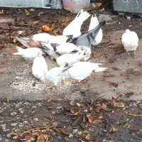 کبوتر|پرنده|چالوس, |دیوار