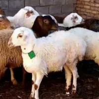گوسفند بره نر کشتنی زنده چاق