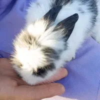 خرگوش لوپ|موش و خرگوش|پرند, فاز ۶|دیوار