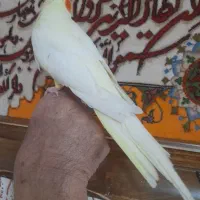 عروس لوتینو نر سخنگو جوان و سرحال