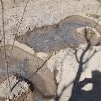 هرس، باغبانی، طراحی باغچه و ویلا