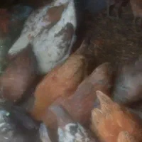 مرغ و خروس گلین|حیوانات مزرعه|ازنا, |دیوار