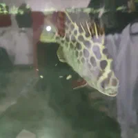 فلاور باکس18سانتی هد دار|ماهی|مشهد, سناباد|دیوار