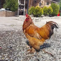 خروس برهما بوف چهل تاج