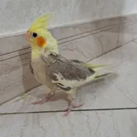 عروس هلندی نر