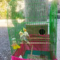 یک جفت عروس هلندی