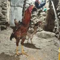 مرغ خروس لاری محلی