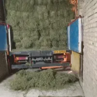 اسب مادیون|اسب و تجهیزات اسب‌سواری|اهواز, فتح|دیوار