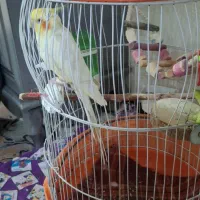 عروس هلندی سخنگو