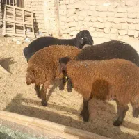 بره همو میش همو