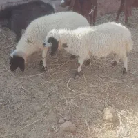 دوعددبره سبک‌فروشی